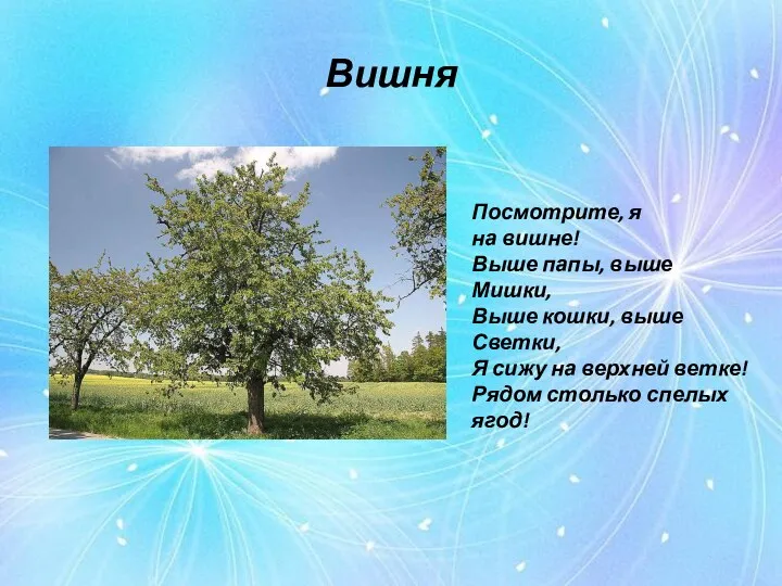 Вишня Посмотрите, я на вишне! Выше папы, выше Мишки, Выше кошки, выше Светки,