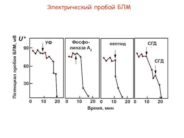 Электрический пробой БЛМ P УФ Фосфо-липаза A2 пептид СГД 0