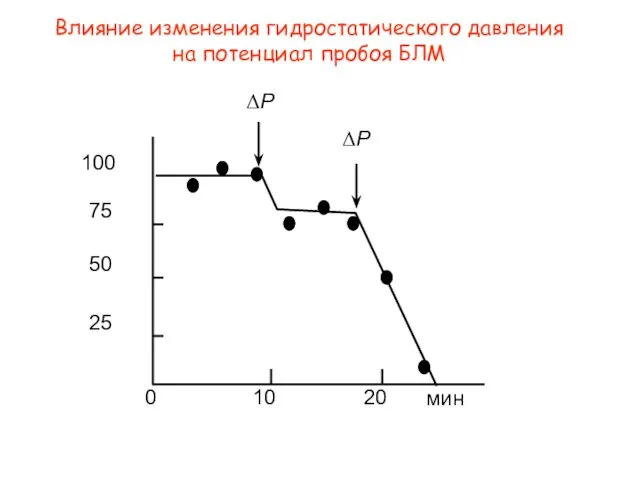 Влияние изменения гидростатического давления на потенциал пробоя БЛМ