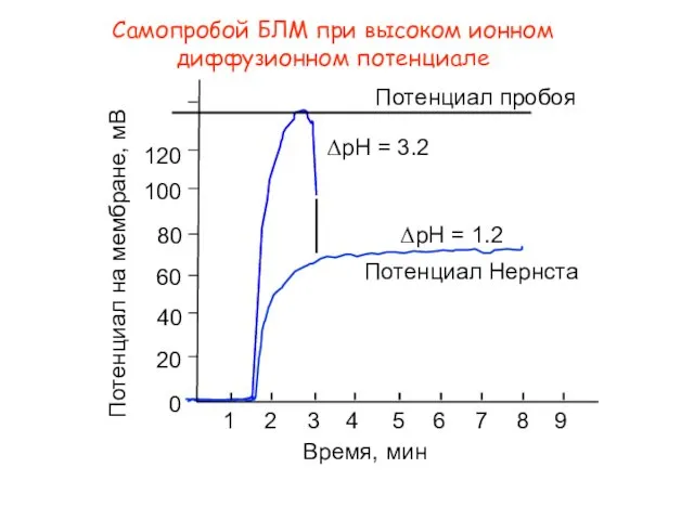 Самопробой БЛМ при высоком ионном диффузионном потенциале