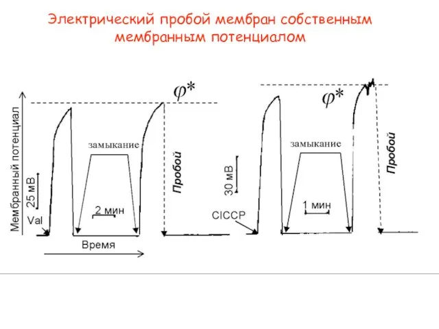 Электрический пробой мембран собственным мембранным потенциалом