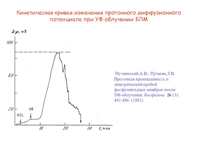 Кинетическая кривая изменения протонного диффузионного потенциала при УФ-облучении БЛМ Путвинский,А.В.;