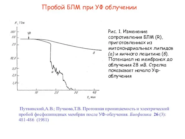 Пробой БЛМ при УФ облучении Путвинский,А.В.; Пучкова,Т.В. Протонная проницаемость и