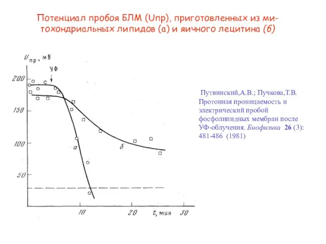 Потенциал пробоя БЛМ (Uпр), приготовленных из ми-тохондриальных липидов (а) и