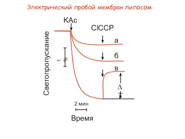 Электрический пробой мембран липосом