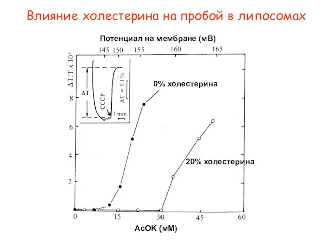 20% холестерина 0% холестерина AcOK (мМ) Потенциал на мембране (мВ) Влияние холестерина на пробой в липосомах