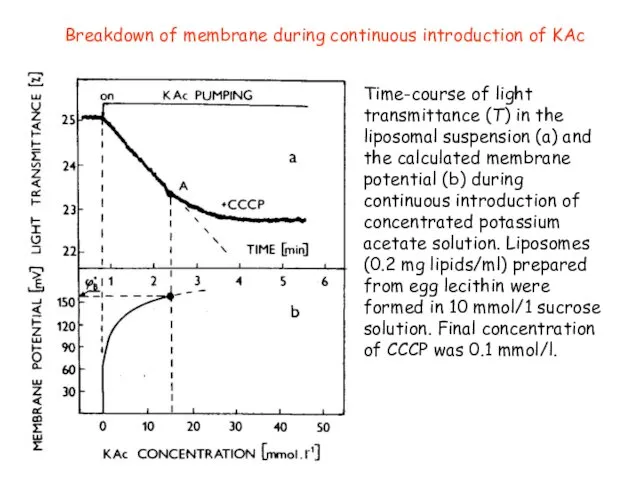 Breakdown of membrane during continuous introduction of KAc Time-course of