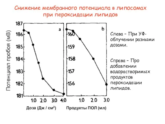 Снижение мембранного потенциала в липосомах при пероксидации липидов Доза (Дж