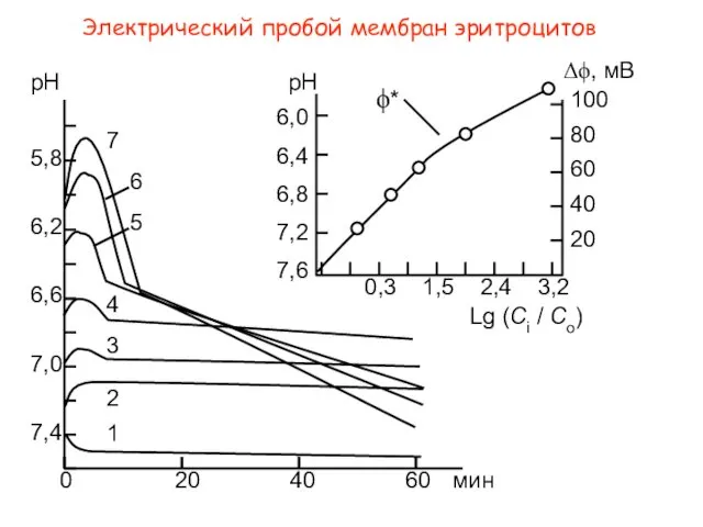 Электрический пробой мембран эритроцитов