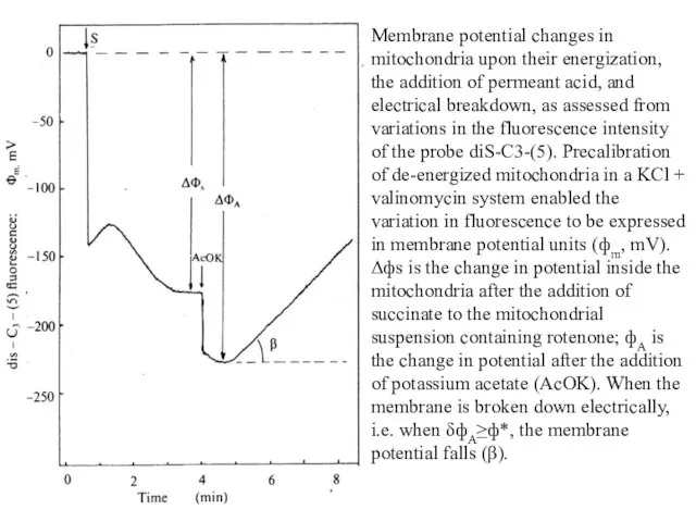 Membrane potential changes in mitochondria upon their energization, the addition