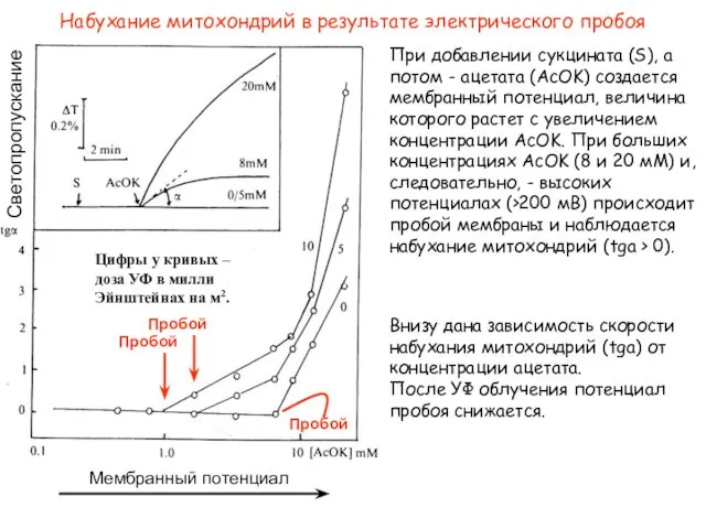 При добавлении сукцината (S), а потом - ацетата (AcOK) создается