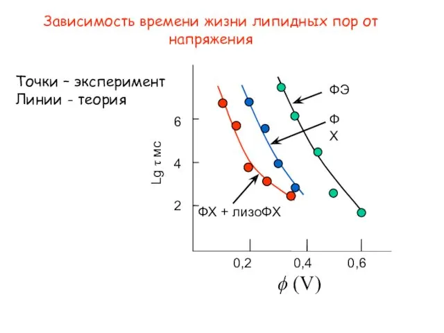 Зависимость времени жизни липидных пор от напряжения ϕ (V) 6