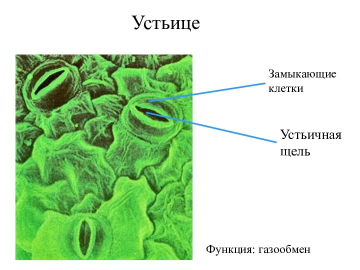 Функция: газообмен Устьице