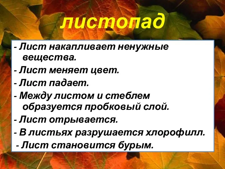 листопад - Лист накапливает ненужные вещества. - Лист меняет цвет.