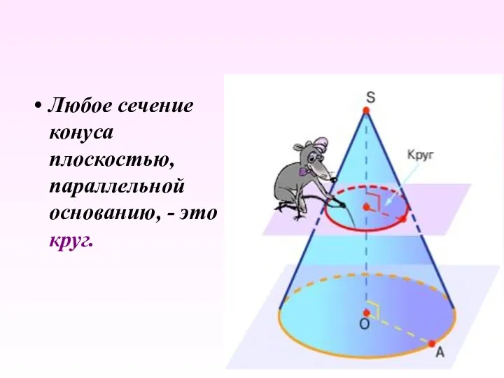 Любое сечение конуса плоскостью, параллельной основанию, - это круг.