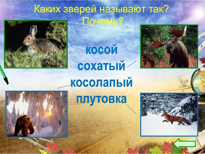 Каких зверей называют так? Почему? косой сохатый косолапый плутовка