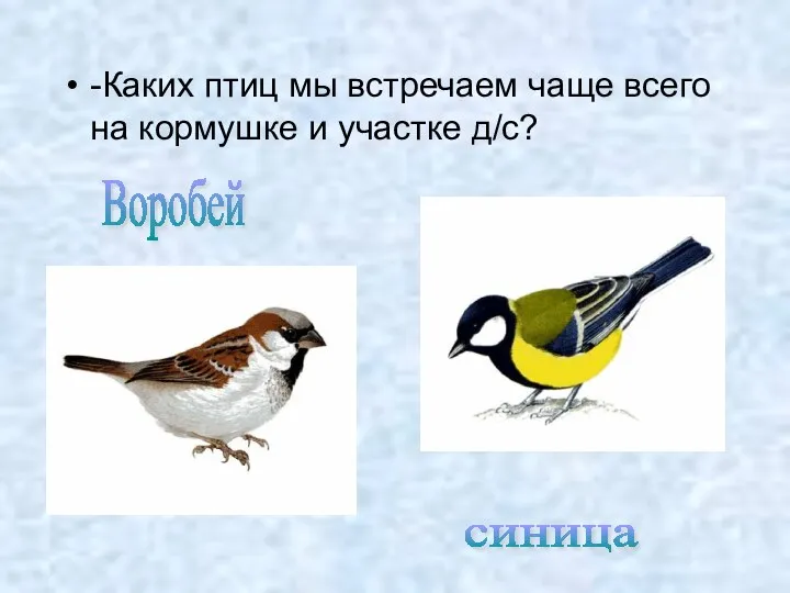 -Каких птиц мы встречаем чаще всего на кормушке и участке д/с? Воробей синица