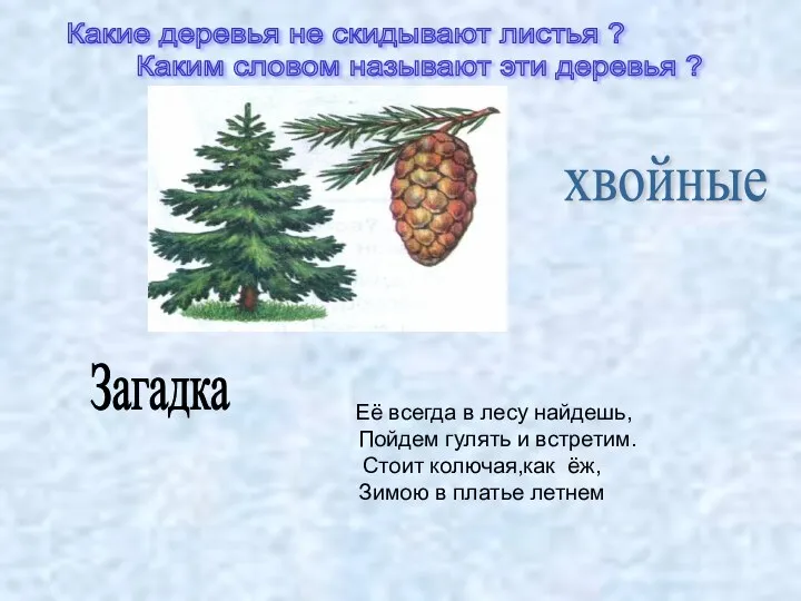 Какие деревья не скидывают листья ? Каким словом называют эти