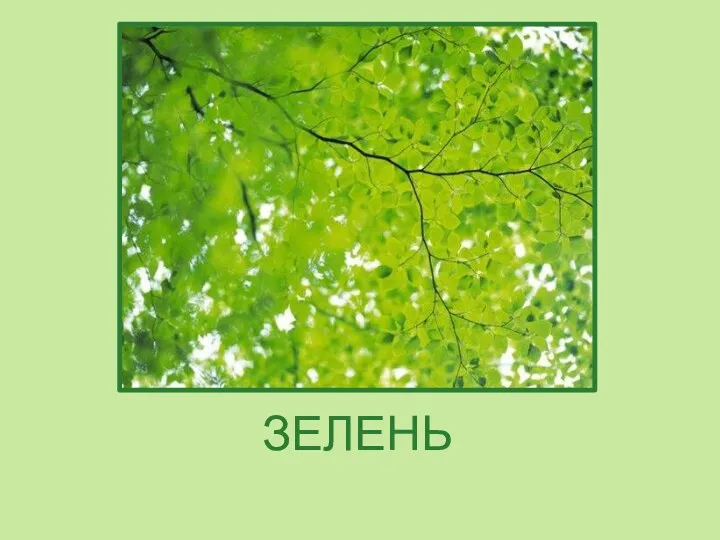 ЗЕЛЕНЬ