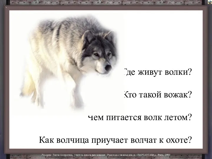 Где живут волки? Кто такой вожак? Чем питается волк летом? Как волчица приучает волчат к охоте?