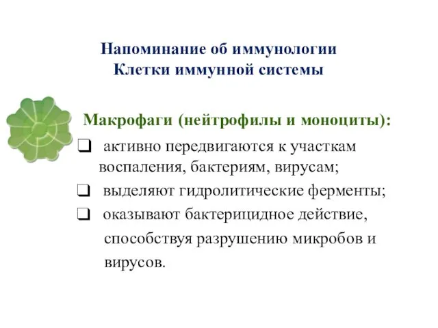 Напоминание об иммунологии Клетки иммунной системы Макрофаги (нейтрофилы и моноциты):