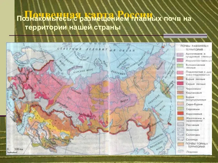 Почвенная карта России Познакомьтесь с размещением главных почв на территории нашей страны