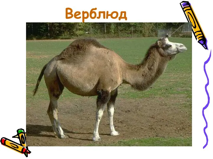 Верблюд