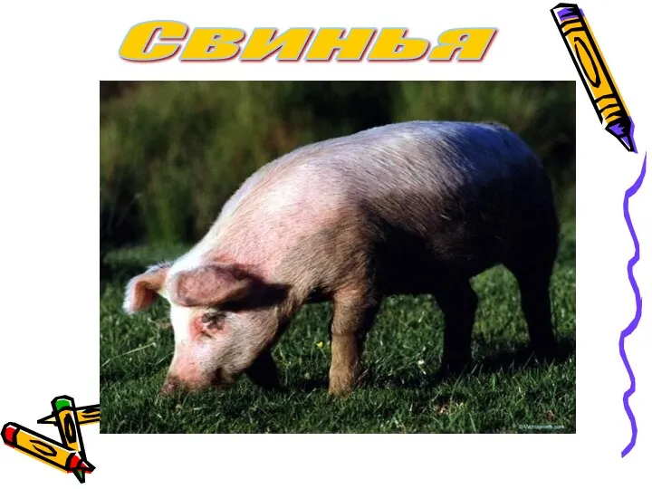 Свинья