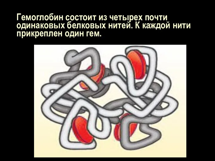 Гемоглобин состоит из четырех почти одинаковых белковых нитей. К каждой нити прикреплен один гем.