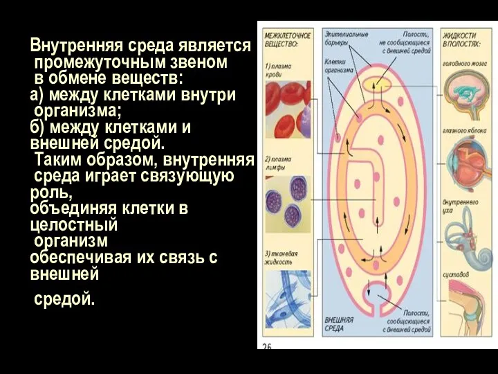 Внутренняя среда является промежуточным звеном в обмене веществ: а) между