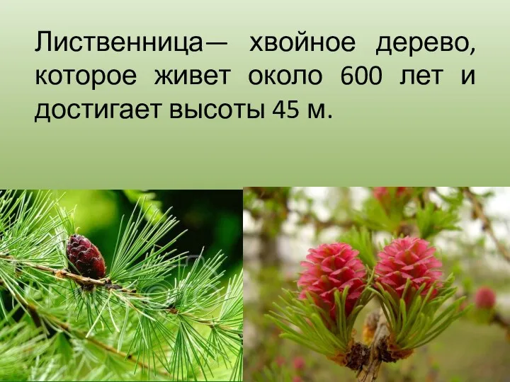 Лиственница— хвойное дерево, которое живет около 600 лет и достигает высоты 45 м.