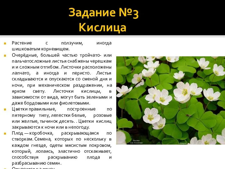 Задание №3 Кислица Растение с ползучим, иногда шишковатым корневищем. Очерёдные,