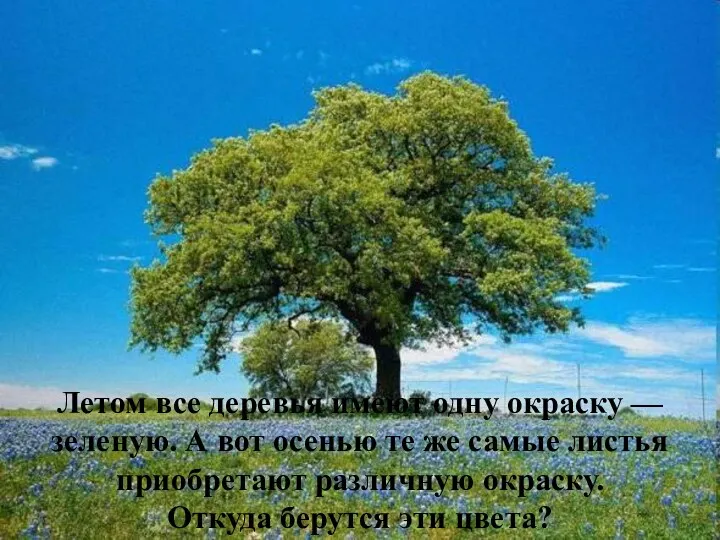 Летом все деревья имеют одну окраску — зеленую. А вот