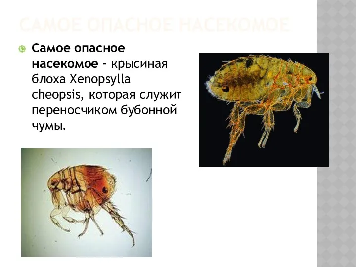 САМОЕ ОПАСНОЕ НАСЕКОМОЕ Самое опасное насекомое - крысиная блоха Xenopsylla cheopsis, которая служит переносчиком бубонной чумы.