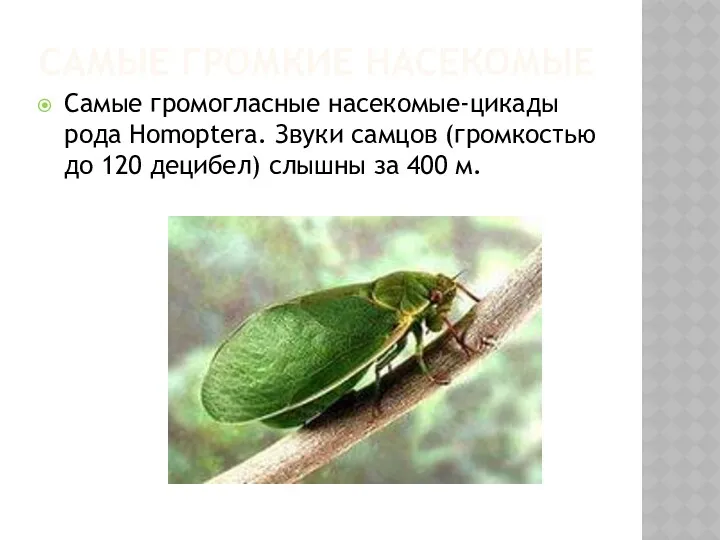 САМЫЕ ГРОМКИЕ НАСЕКОМЫЕ Самые громогласные насекомые-цикады рода Нomoptera. Звуки самцов