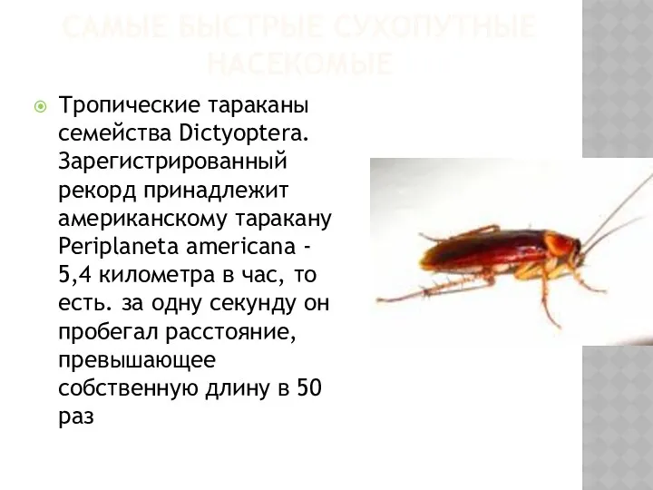 САМЫЕ БЫСТРЫЕ СУХОПУТНЫЕ НАСЕКОМЫЕ Тропические тараканы семейства Dictyoptera. Зарегистрированный рекорд
