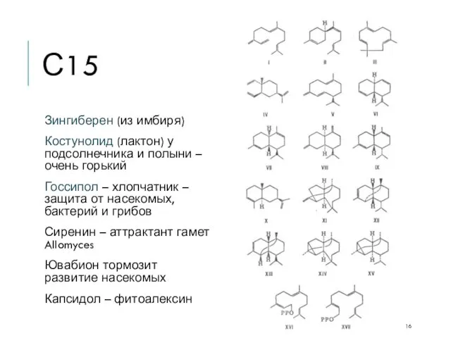 С15 Зингиберен (из имбиря) Костунолид (лактон) у подсолнечника и полыни