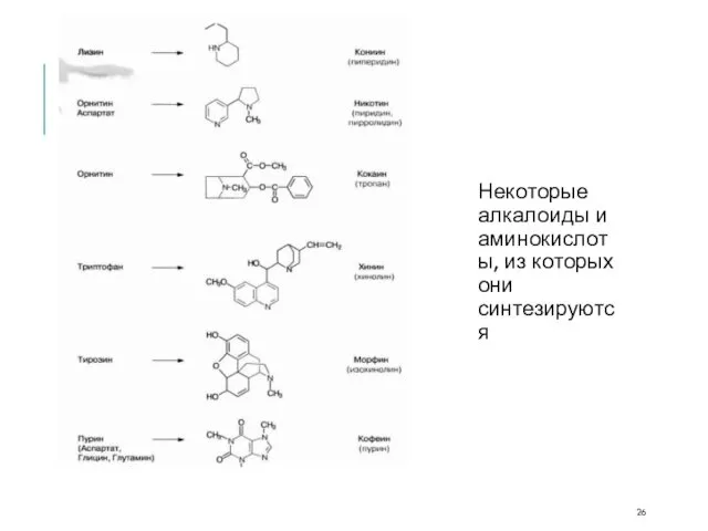 Некоторые алкалоиды и аминокислоты, из которых они синтезируются