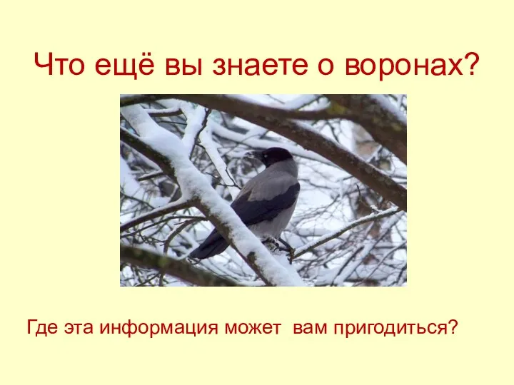 Что ещё вы знаете о воронах? Где эта информация может вам пригодиться?