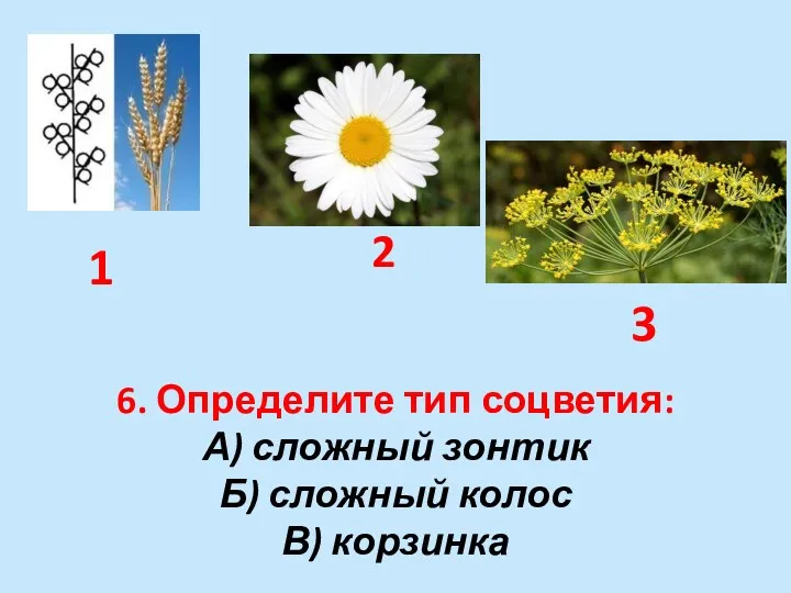 1 2 3 6. Определите тип соцветия: А) сложный зонтик Б) сложный колос В) корзинка