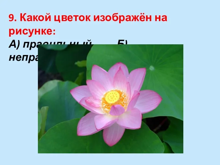 9. Какой цветок изображён на рисунке: А) правильный Б) неправильный