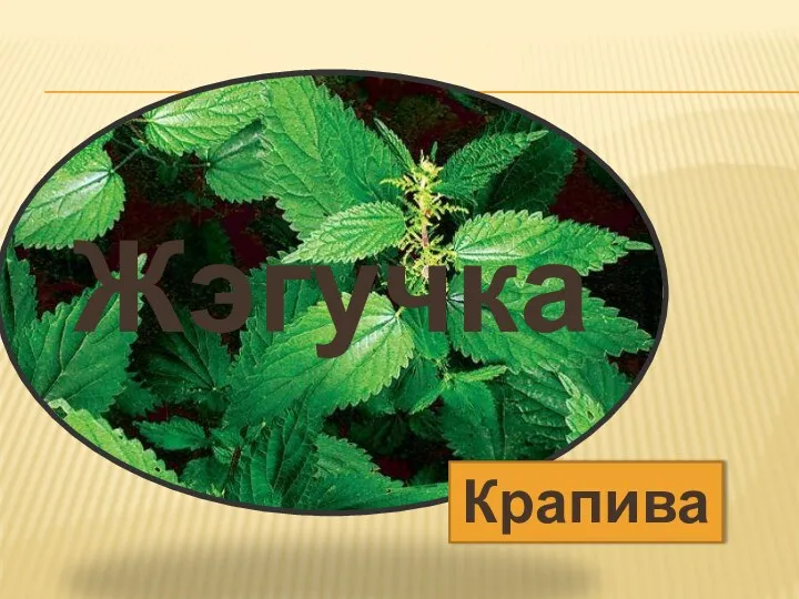 Жэгучка Крапива