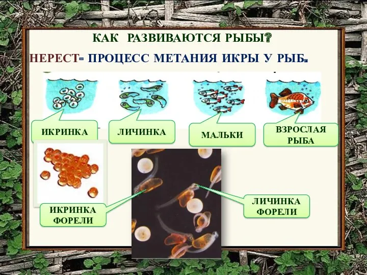 КАК РАЗВИВАЮТСЯ РЫБЫ? НЕРЕСТ- ПРОЦЕСС МЕТАНИЯ ИКРЫ У РЫБ. ЛИЧИНКА ФОРЕЛИ ИКРИНКА ФОРЕЛИ