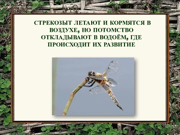 СТРЕКОЗЫТ ЛЕТАЮТ И КОРМЯТСЯ В ВОЗДУХЕ, НО ПОТОМСТВО ОТКЛАДЫВАЮТ В ВОДОЁМ, ГДЕ ПРОИСХОДИТ ИХ РАЗВИТИЕ