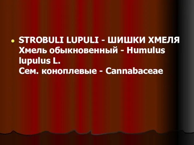 STROBULI LUPULI - ШИШКИ ХМЕЛЯ Хмель обыкновенный - Humulus lupulus L. Сем. коноплевые - Cannabaceae