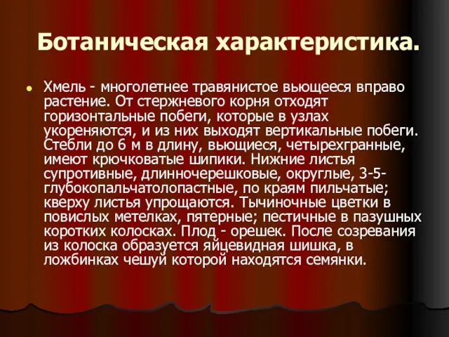 Ботаническая характеристика. Хмель - многолетнее травянистое вьющееся вправо растение. От