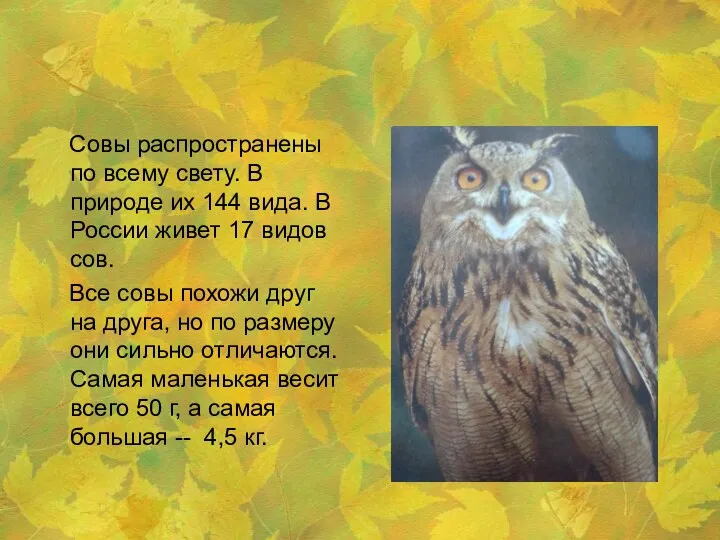 Совы распространены по всему свету. В природе их 144 вида.