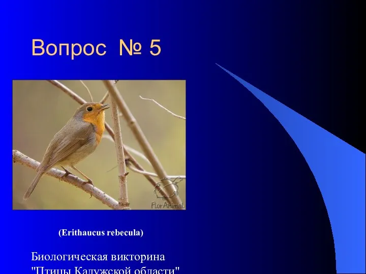 Биологическая викторина "Птицы Калужской области" Вопрос № 5 (Erithaucus rebecula)