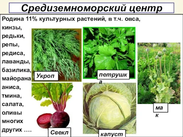 Средиземноморский центр Родина 11% культурных растений, в т.ч. овса, кинзы,