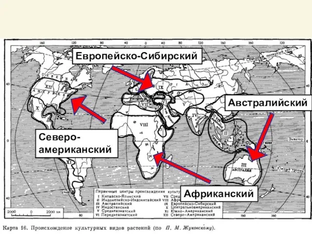 Австралийский Африканский Европейско-Сибирский Северо-американский